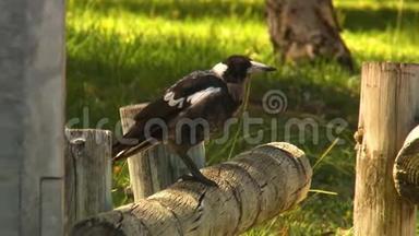 澳大利亚喜鹊在木柱上